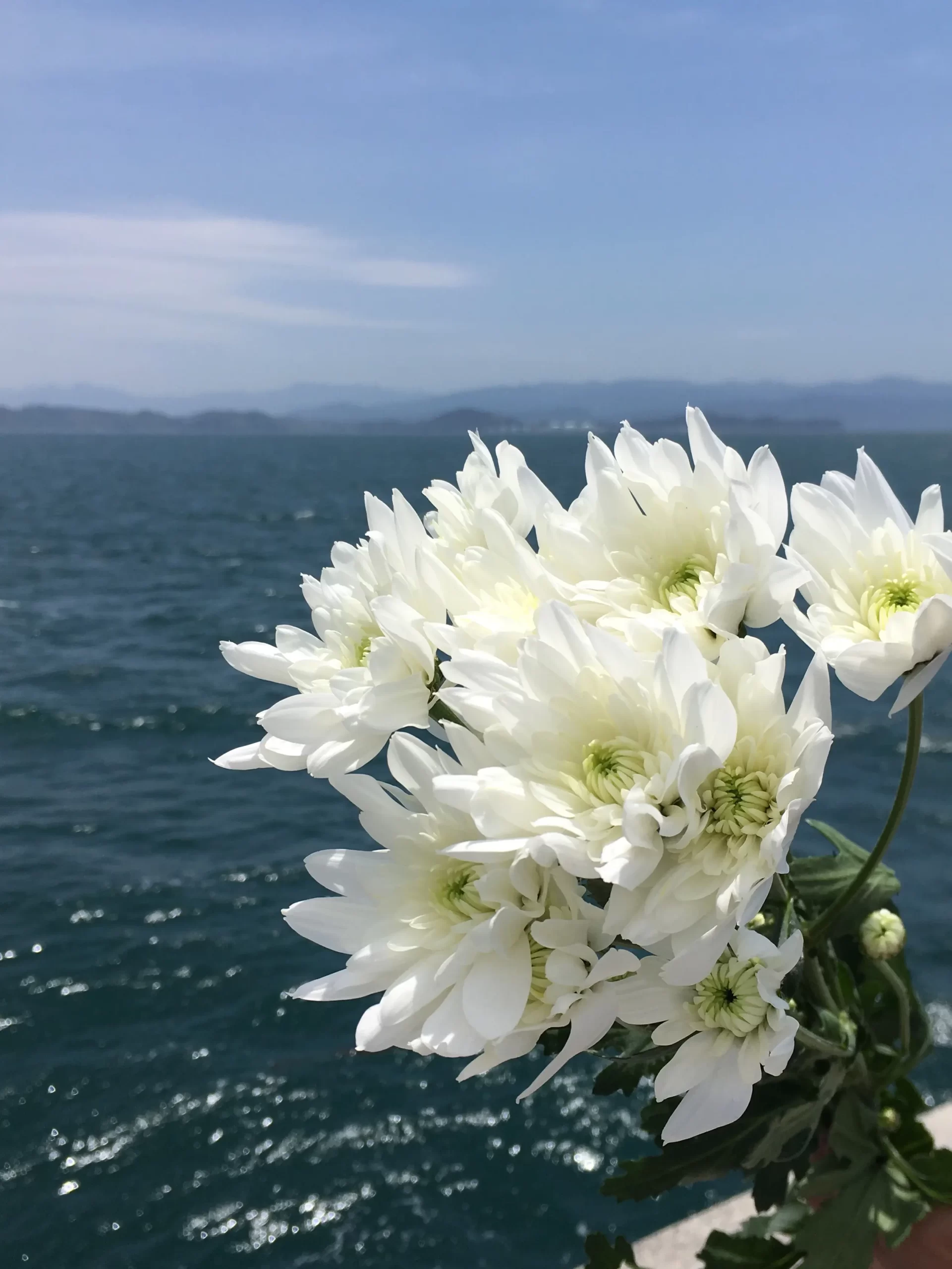 白い花と海